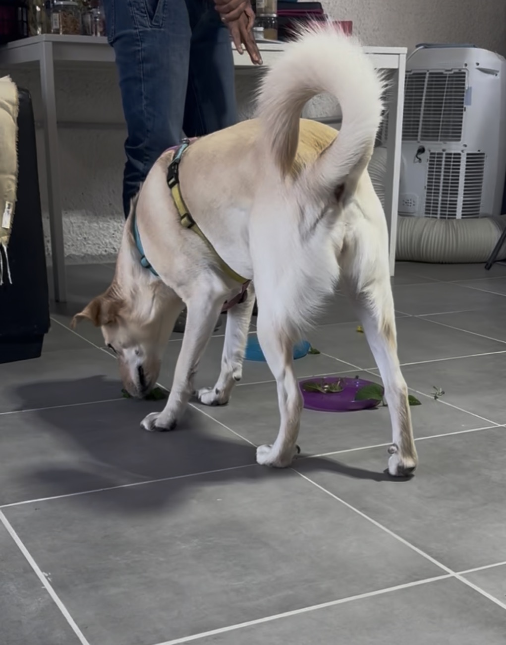 Un chien renifle les feuilles proposées autour des gamelles pendant une séance