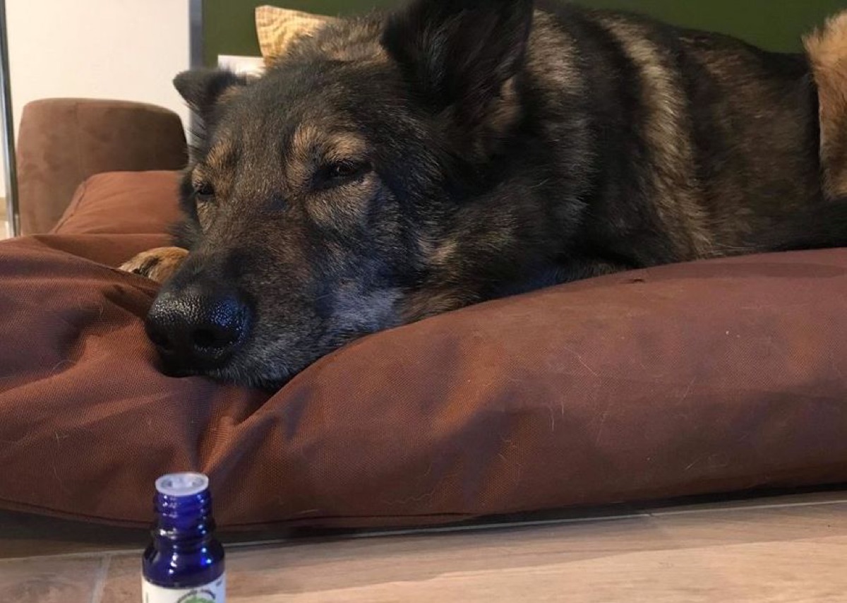Guss, allongé sur son coussin, un extrait de plante posé devant lui