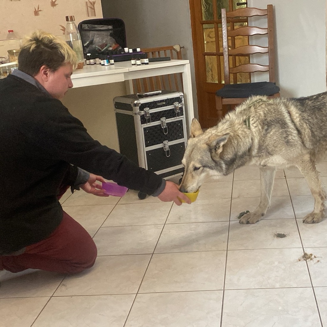 Une élève propose un bol à un chien-loup pendant une séance de sélection