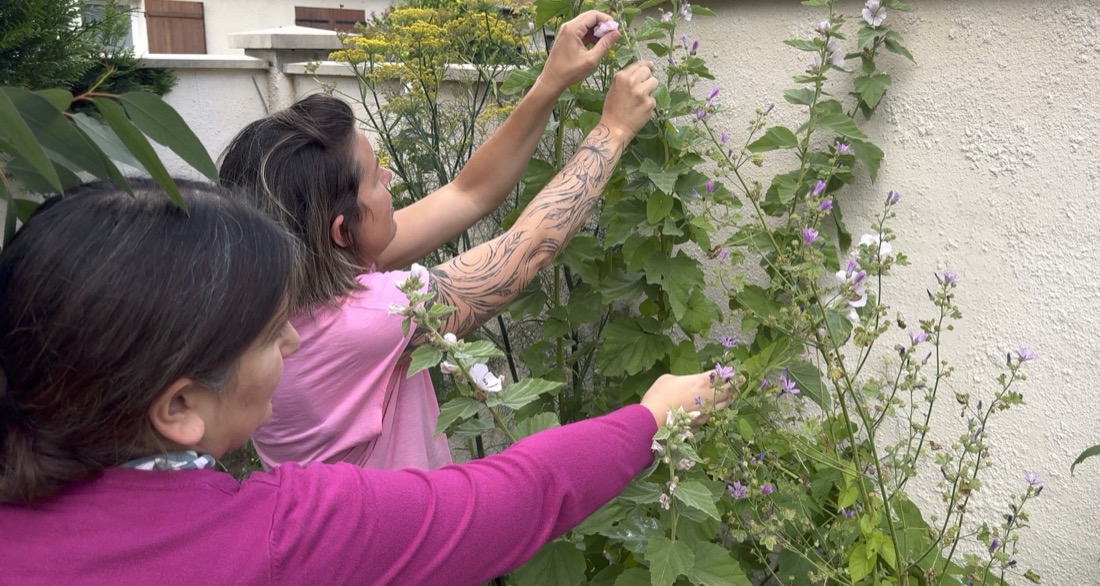 Cueillette de fleurs de mauve à deux