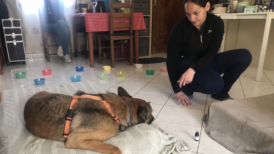 Un chien couché sur sa couverture, les bols de la séance disposés en arc autour de lui