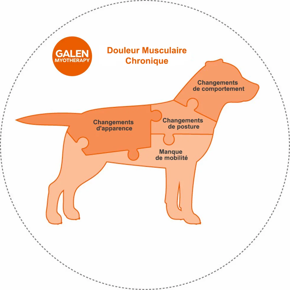 Un chien observé de profil
