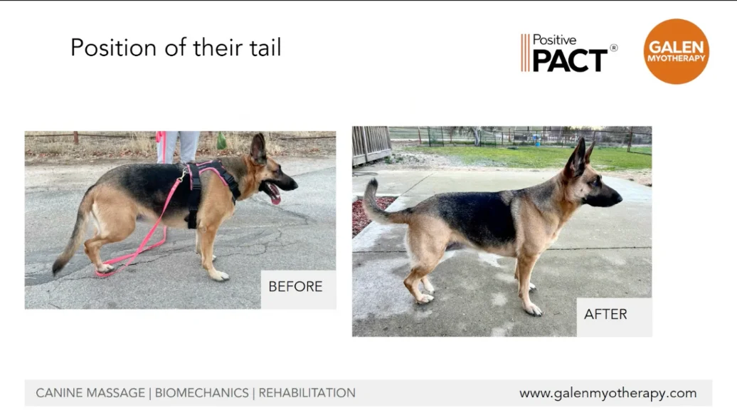 détail postural du chien