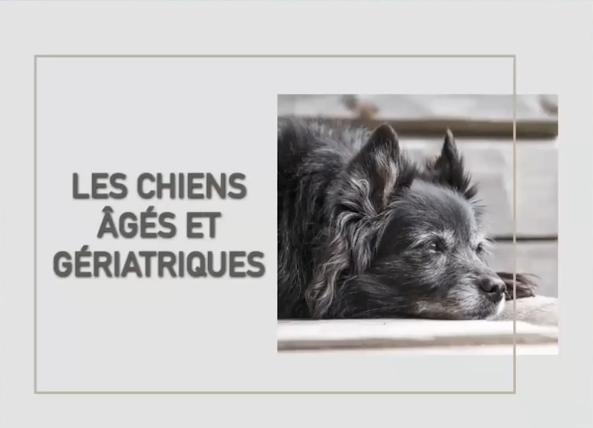 Les chiens âgés et gériatriques, la diapositive d’ouverture du webinaire