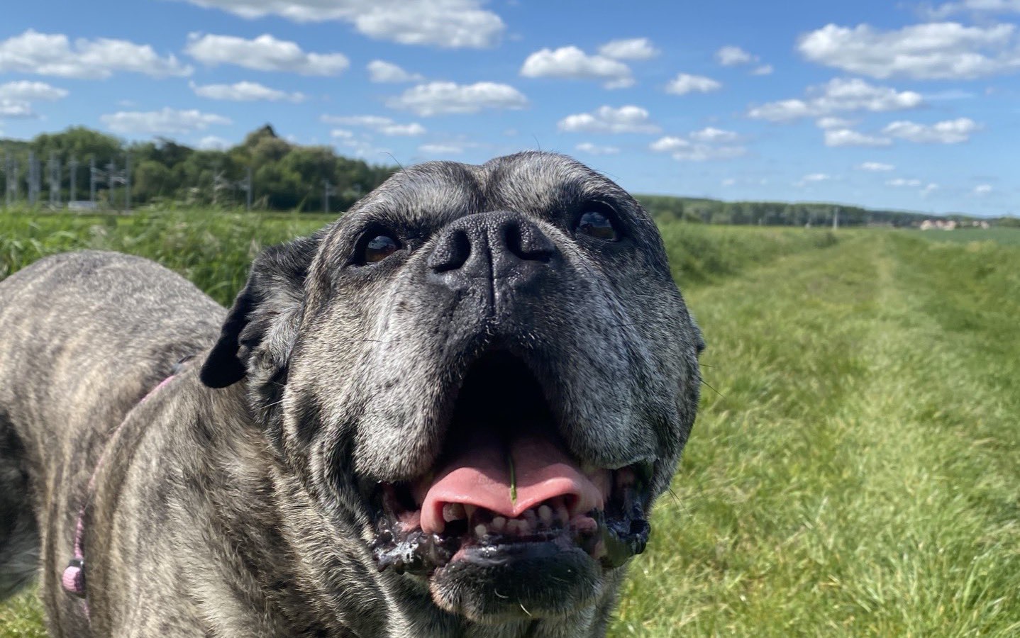 Fidji, notre Cane Corso, dans un champ