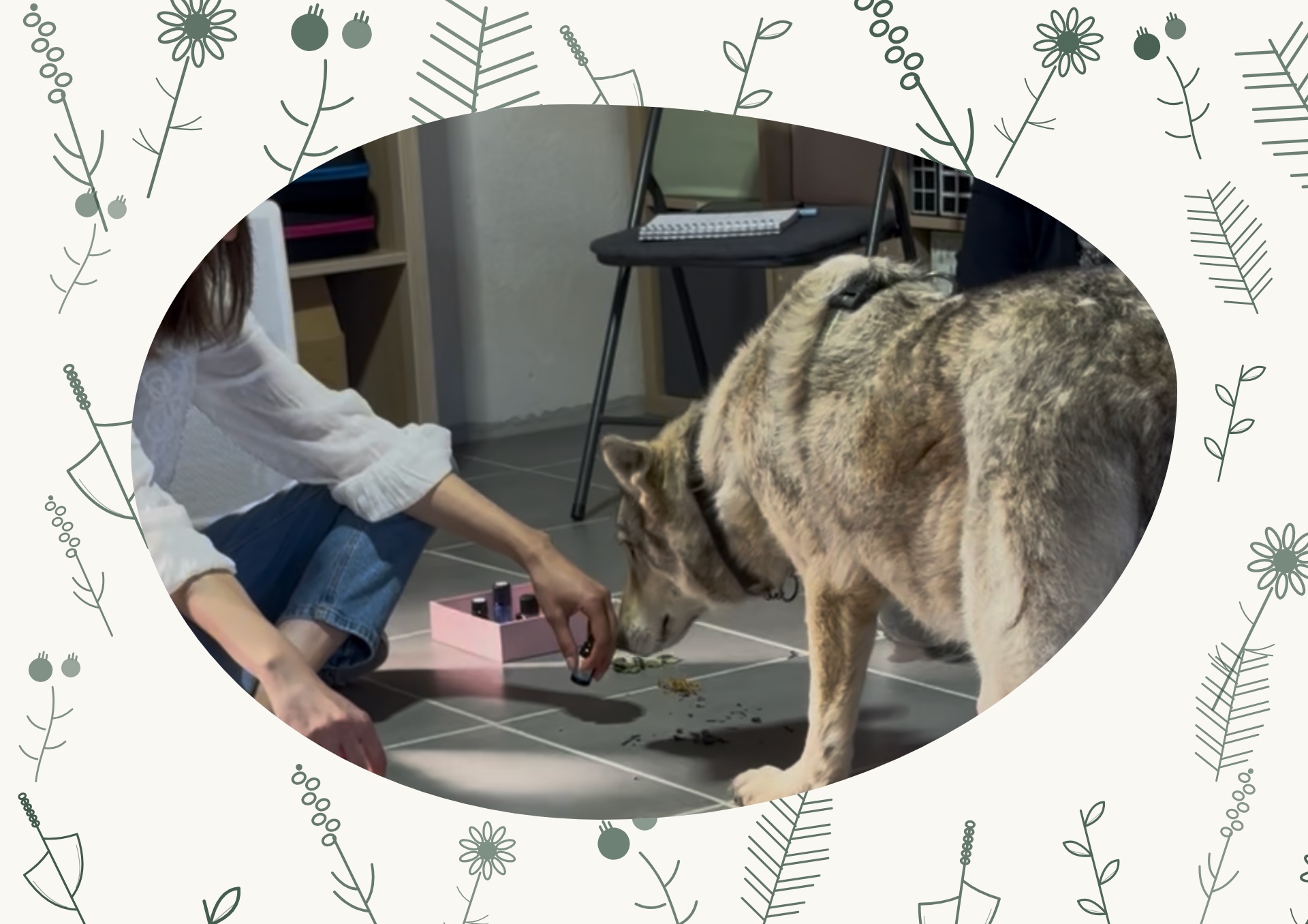 Séance de sélection instinctive : le chien sent une plante proposée, croquis d herbier autour